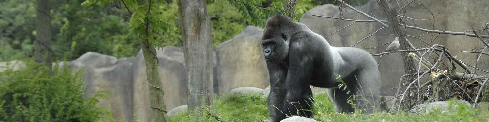 Reden 4 - Diergaarde Blijdorp