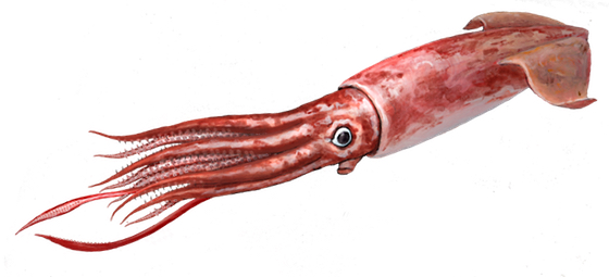 HumboldtSquid