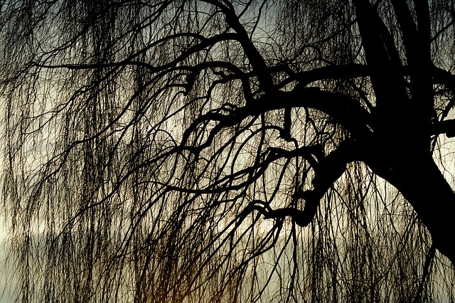weeping-willow-3887324_640