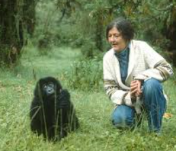 dianfossey2
