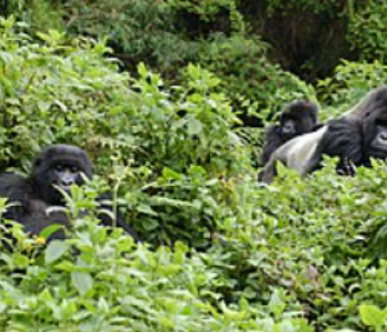dianfossey3