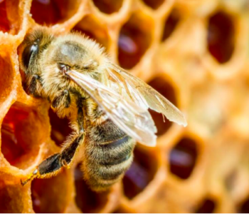 Honingbij op bijenraat