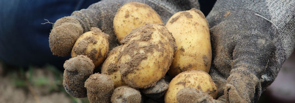 aardappel4-1140
