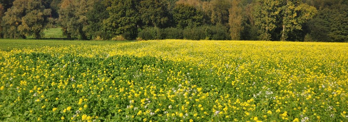 vlaanderenvlaamseardennen-1140