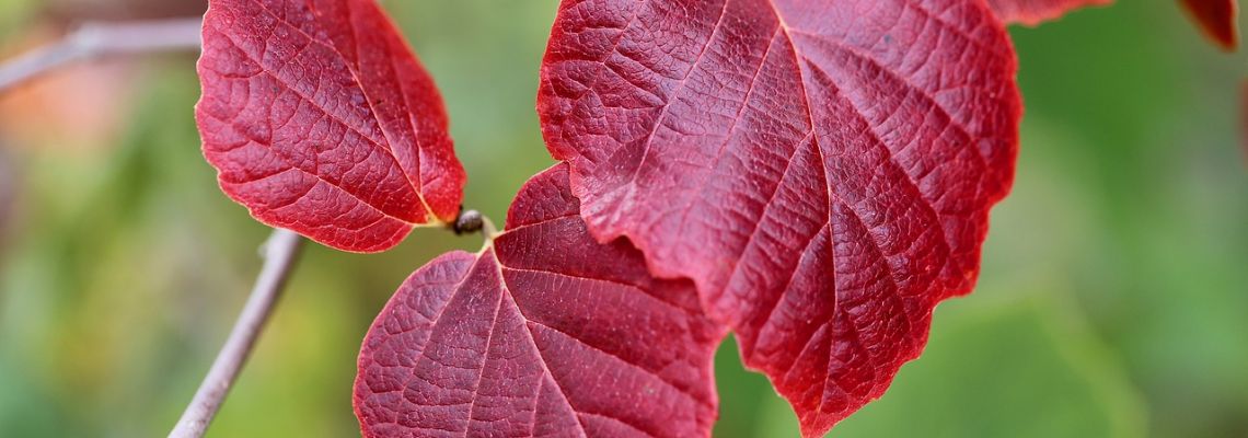 spataderstoverhazelaar-1140