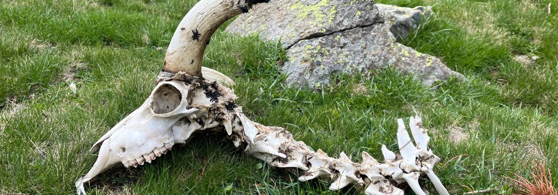 geraamte met hoorn-1140