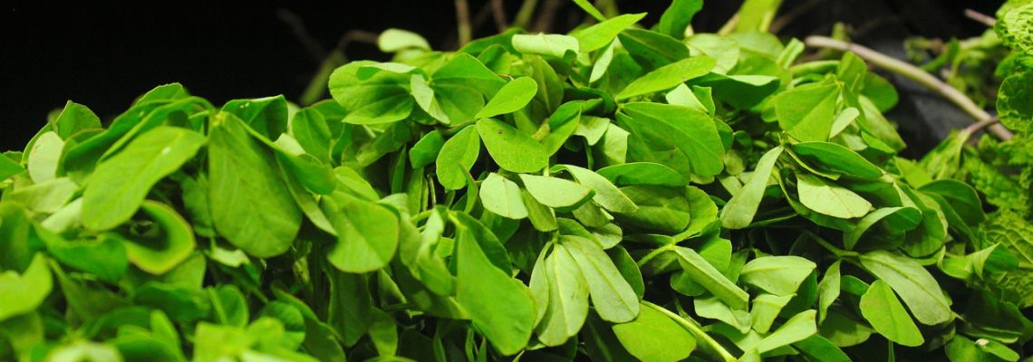 specerijenFenegriek-1140