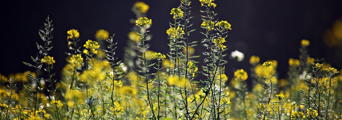 specerijenMosterdzaad-1140