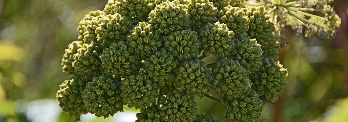 specerijenengelwortel-1140