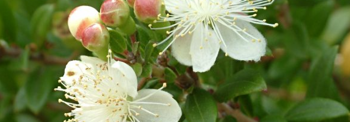 specerijenmirte-1140